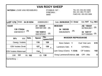 1 X VAN ROOY SKAAP RAM LOUIS VAN RENSBERG