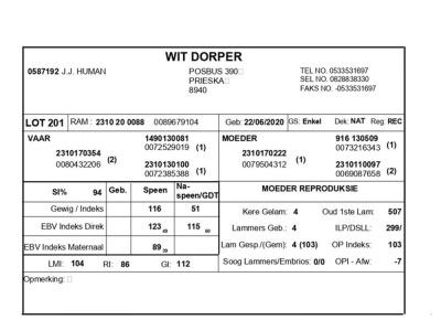 1 X WIT DORPER RAM J.J. HUMAN