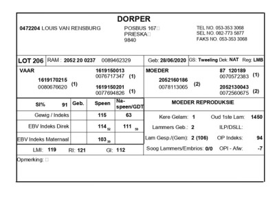 1 X DORPER RAM LOUIS VAN RENSBERG