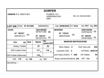 1 X DORPER RAM R.S. MEINTJIES