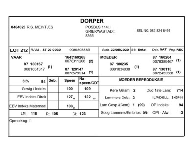 1 X DORPER RAM R.S. MEINTJES