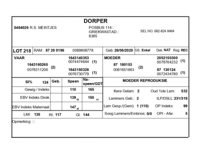 1 X DORPER RAM R.S. MEINTJES