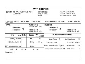 1 X WIT DORPER RAM J.J. VAN DER COLFF