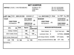 1 X WIT DORPER RAM LOUIS J. VAN RENSBURG