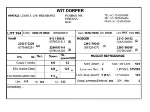 1 X WIT DORPER RAM LOUIS J. VAN RENSBURG