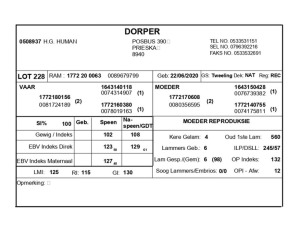 1 X DORPER RAM H.G. HUMAN