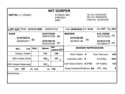 1 X WIT DORPER RAM J.J. HUMAN