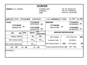 1 X DORPER RAM H.G HUMAN