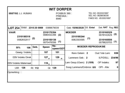 1 X WIT DORPER RAM J.J. HUMAN