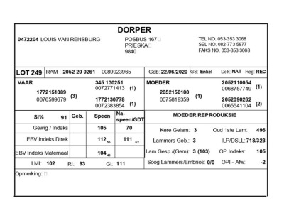 1 X DORPER RAM LOUIS VAN RENSBURG