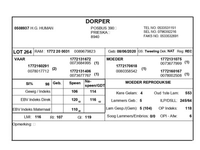 1 X DORPER RAM H.G. HUMAN