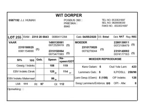 1 X WIT DORPER RAM J.J. HUMAN