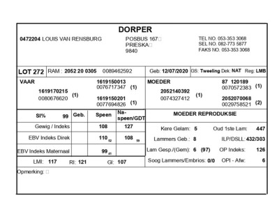 1 X DORPER RAM LOUIS VAN RENSBURG