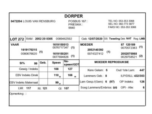 1 X DORPER RAM LOUIS VAN RENSBURG