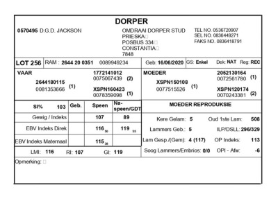 1 X DORPER RAM D.G.D. JACKSON