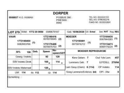 1 X DORPER RAM H.G. HUMAN