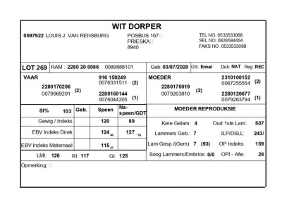 1 X WIT DORPER RAM LOUIS J. VAN RENSBURG