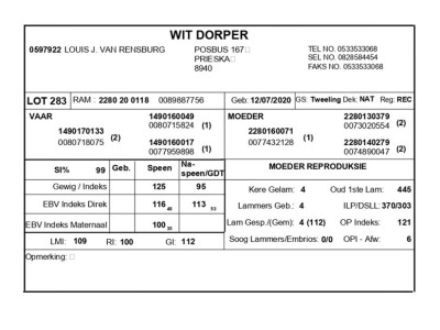 1 X WIT DORPER RAM LOUIS J. VAN RENSBURG