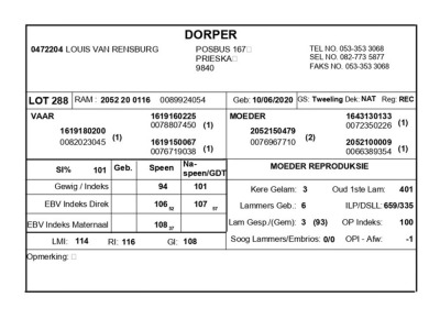 1 X DORPER RAM LOUIS VAN RENSBURG