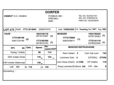 1 X DORPER RAM H.G. HUMAN