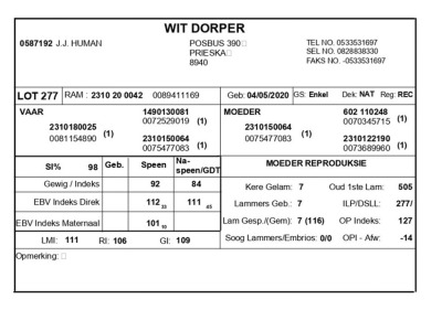 1 X WIT DORPER RAM J.J. HUMAN