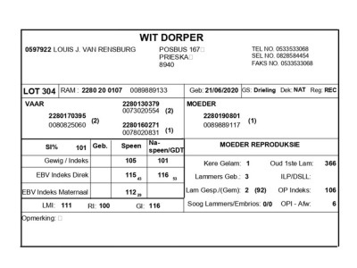 1 X WIT DORPER RAM LOUIS J. VAN RENSBURG