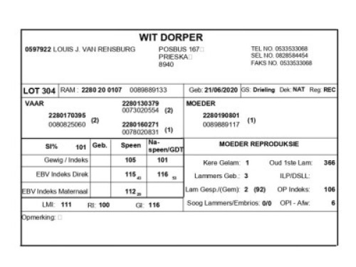 1 X WIT DORPER RAM LOUIS J. VAN RENSBURG