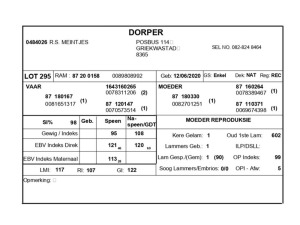 1 X DORPER RAM R.S. MEINTJES