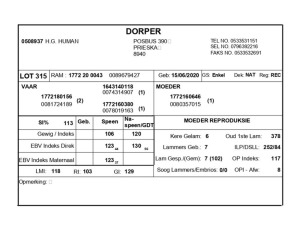 1 X DORPER RAM H.G. HUMAN