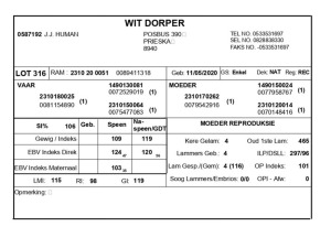 1 X WIT DORPER RAM J.J. HUMAN