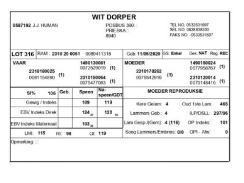 1 X WIT DORPER RAM J.J. HUMAN