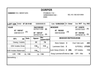 1 X DORPER RAM R.S. MEINTJIES