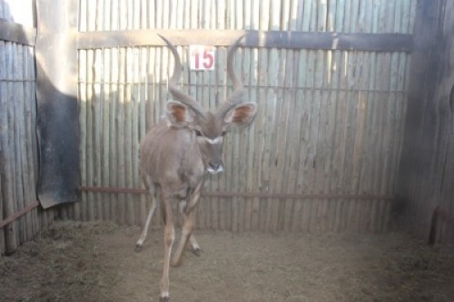 1 X KOEDOE/KUDU M:1 MARICO BOSVELD