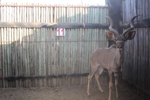 1 X KOEDOE/KUDU M:1 (PER STUK OM LOT TE NEEM)MARICO BOSVELD