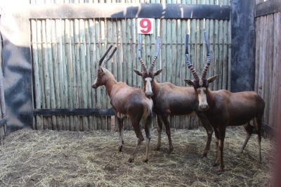 3 X BLESBOK/BLESBUCK M:3 (PER STUK OM LOT TE NEEM)MARICO BOSVELD