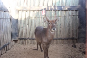 1 X WATERBOK/WATERBUCK M:1 MARICO BOSVELD