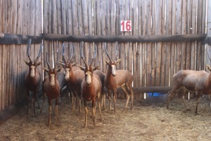 8 X BLESBOK/BLESBUCK M:1 V/F:7 (PER STUK OM LOT TE NEEM)MARICO BOSVELD