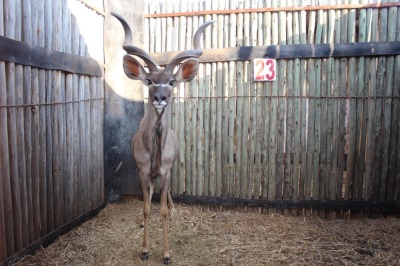 1 X KOEDOE/KUDU M:1 MARICO BOSVELD