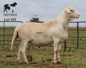 LOT 102 1X MEATMASTER DIDYMUS MEATMASTERS CHRISTOF GROBLER : 0837812076