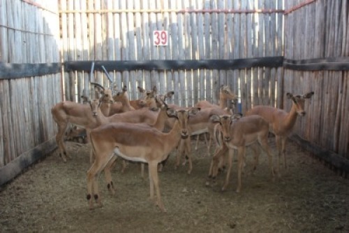 13 X BLOUWILDEBEES/BLUE WILDEBEEST M:2 V/F:11 (PER STUK OM LOT TE NEEM)MARICO BOSVELD