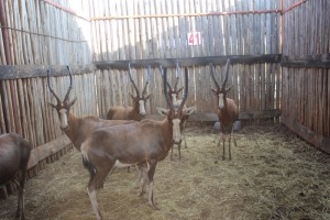 6 X BLESBOK/BLESBUCK V/F:6 (PER STUK OM LOT TE NEEM)MARICO BOSVELD