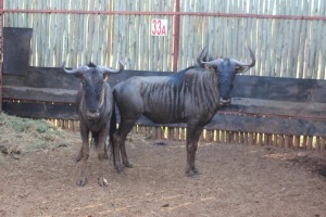 2 X BLOUWILDEBEES/BLUE WILDEBEEST M:2 (PER STUK OM LOT TE NEEM)RIETFONTEIN W/D