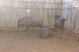 3 X BLOUWILDEBEES/BLUE WILDEBEEST M:3 (PER STUK OM LOT TE NEEM)RIETFONTEIN W/D