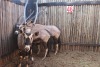 3 X GEMSBOK/ORYX M:3 (PER STUK OM LOT TE NEEM)RIETFONTEIN W/D