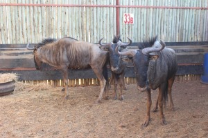 3 X BLOUWILDEBEES/BLUE WILDEBEEST M:3 (PER STUK OM LOT TE NEEM)RIETFONTEIN W/D