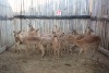 13 X ROOIBOK/IMPALA M:2 V/F:11 (PER STUK OM LOT TE NEEM)MARICO BOSVELD