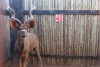 1 X KOEDOE/KUDU M:1 L48 7/8" R48 7/8" BIDCO