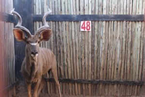 1 X KOEDOE/KUDU M:1 L48 7/8" R48 7/8" BIDCO