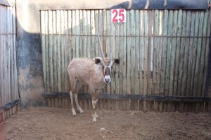 1 X GEMSBOK/ORYX M:1 BOERGEES