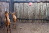 2 X ROOIHARTBEES/RED HARTEBEEST M:2 (PER STUK OM LOT TE NEEM)MARICO BOSVELD